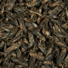 Tropical Crickets 100ml puszka Suszome Świerszcze pokarm dla gadów i dużych ryb akwariowych