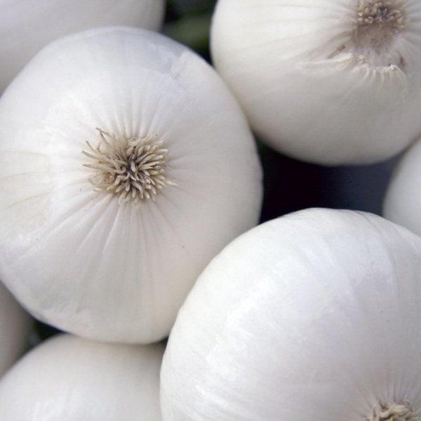 Cebula biała Agostana łagodna nasiona XL duże opakowanie