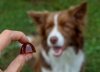 GELOREN Large Dog Suplement dla psa  - 420g