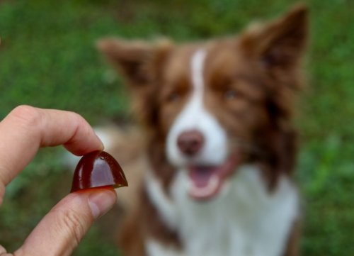 GELOREN Large Dog Suplement dla psa  - 420g
