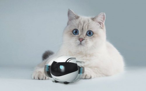 Enabot EBO AIR Robot Kamera IP Kompaktowa N/A MP N / A 16 GB pamięci zewnętrznej, obsługa maksymalnie 256 GB