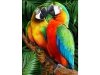 Haft Diamentowy, Obraz, Mozaika Diamentowa Diamond Painting, KOLOROWE ARY PAPUGI 30x40cm - DK