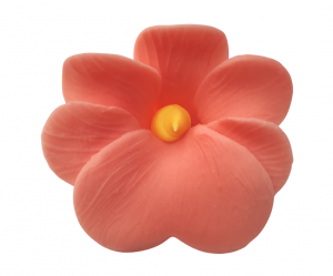 Miltonia łososiowa 10 szt