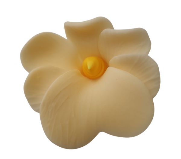 Miltonia ecru 10 szt