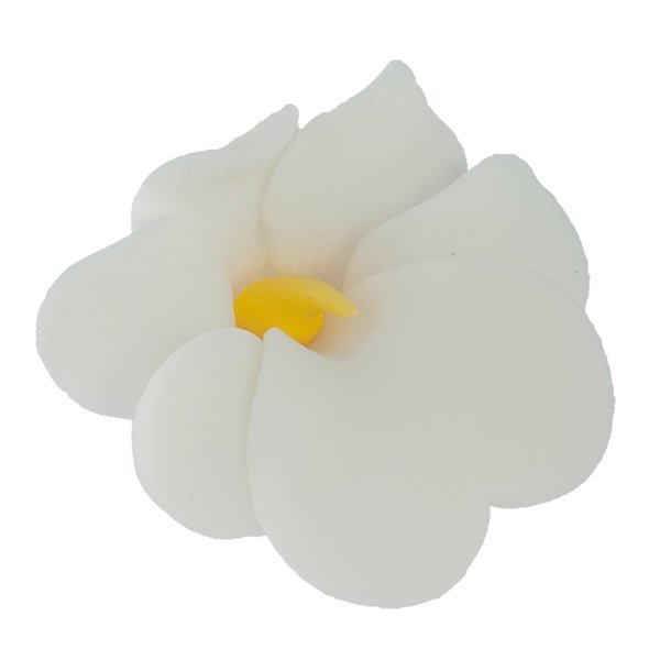 Miltonia biała 10 szt