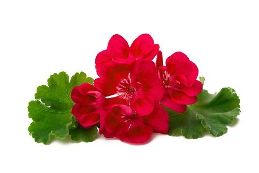 Geranium Essential Oil, Pelargonium, Now, 30ml