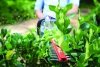 Nożyce do żywopłotu akumulatorowe GREENWORKS 24V (G24HT57) GR2200107