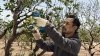 Akumulatorowy sekator ogrodniczy Bosch Professional Pro Pruner 12V