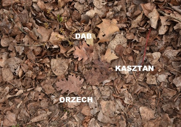 Zestaw 50 szt liści do wypełnień ghillie DĄB