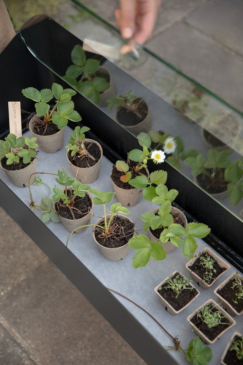 Czarna szklarnia Eva Solo Spire z aluminiową ramą i szklanymi ścianami