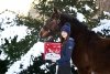 Kalendarz Adwentowy 2024 OVER HORSE