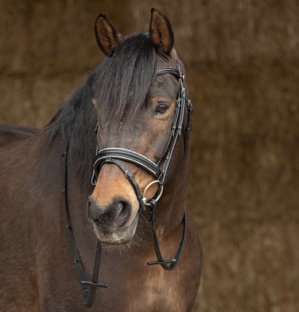 Ogłowie Harry's Horse Sparkle