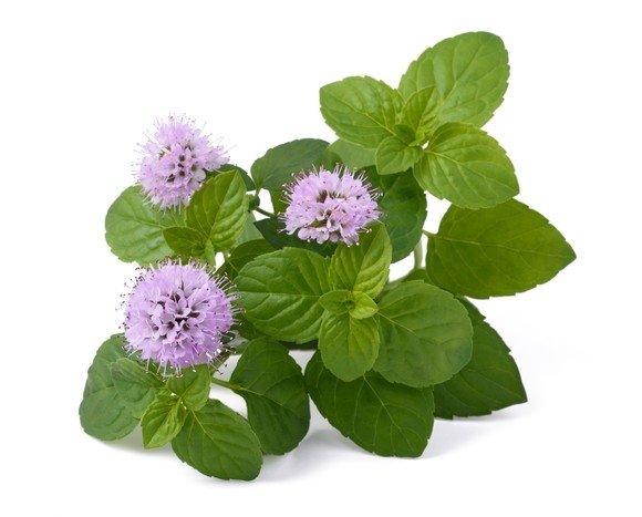 Melisa EQUIHERBS 500g