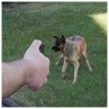 Hoernecke Gaz Pieprzowy Anti-Dog G050 63 ml - stożek
