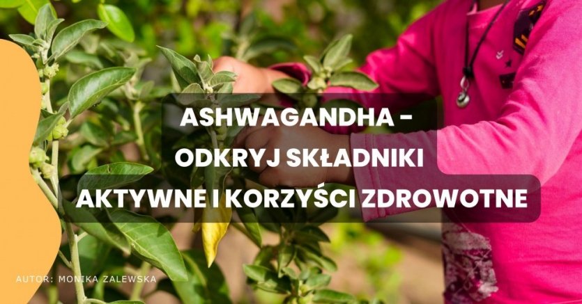 Ashwagandha - odkryj składniki aktywne i korzyści zdrowotne