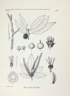 MĄDALSKI Józef - Atlas flory polskiej i ziem ościennych (Florae polonicae terrarumque adiacentium iconographia). T. 6, z. 1 (22 tablice): Betulaceae, Fagaceae, Myricaceae, Juglandaceae.