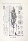 MĄDALSKI Józef - Atlas flory polskiej i ziem ościennych (Florae polonicae terrarumque adiacentium iconographia). T. 6, z. 5 (24 tablice): Polygonaceae (Pars 1)