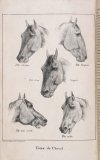 CARDINI F[rançois Joseph] - Dictionnaire d'hippiatrique et d'équitation, ouvrage ou se trouvent réunies toutes les connaissances hippigues. Deuxiéme édition, revue, corrigée, , augmentée de la moitié et ornée de 70 figures. T. 1-2.