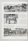 L'ANNÉE Hippique Suisse. XII 1945