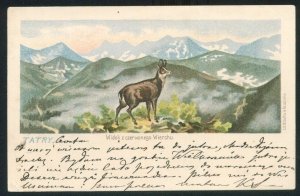 [Pocztówka] TATRY. Widok z czerwonego Wierchu.