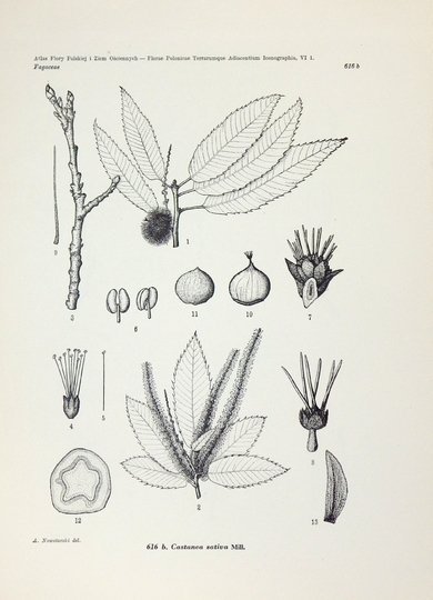 MĄDALSKI Józef - Atlas flory polskiej i ziem ościennych (Florae polonicae terrarumque adiacentium iconographia). T. 6, z. 1 (22 tablice): Betulaceae, Fagaceae, Myricaceae, Juglandaceae.