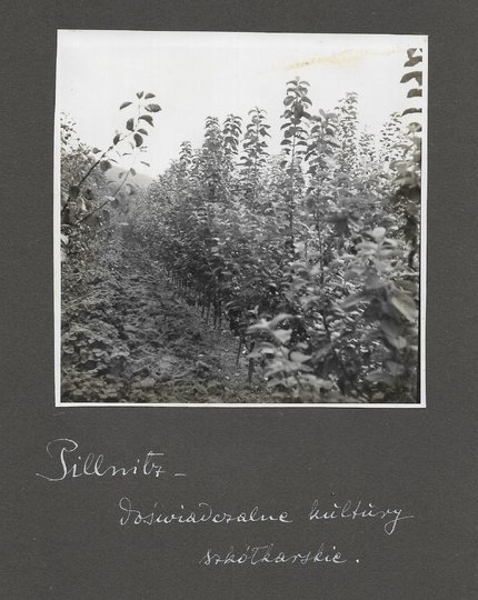 [OGRODNICTWO w Pillnitz - fotografie sytuacyjne i widokowe].