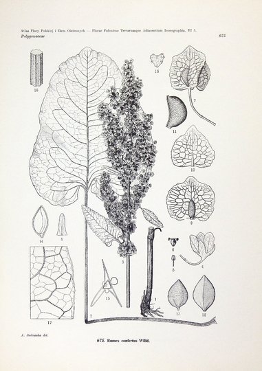 MĄDALSKI Józef - Atlas flory polskiej i ziem ościennych (Florae polonicae terrarumque adiacentium iconographia). T. 6, z. 5 (24 tablice): Polygonaceae (Pars 1)