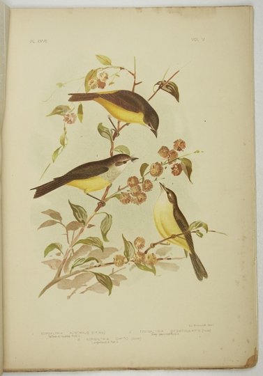 [BROJNOWSKI Józef Gracjan] BROINOWSKI G[racjus] J. - Birds of Australia. Vol. 5, nr 4