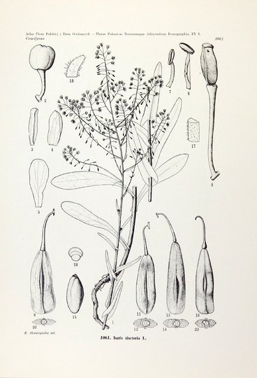 MĄDALSKI Józef - Atlas flory polskiej i ziem ościennych (Florae polonicae terrarumque adiacentium iconographia). T. 9, z. 3 (34 tablice): Cruciferae (Pars 2)