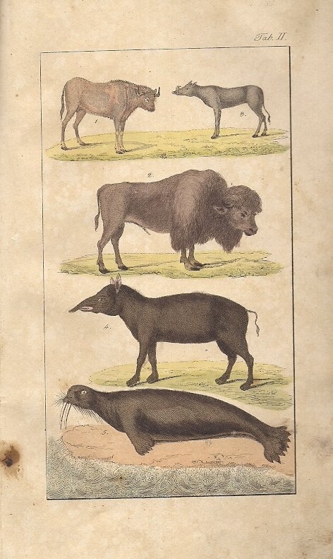 LUMNITZER Johann Georg - Lehrbuch fur den erseten, systematischen Unterricht in der Naturgeschichte. Mit zwolf Kupfertafeln. 