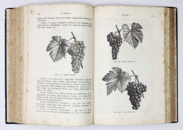 SCHMIDLIN [Eduard] - Schmidlin's Gartenbuch. Praktische Anleitung zur Anlage und Bestellung der Haus- und Wirthschaftgärten nebst Beschreibung und Kultur-Anweisung [...]. Vierte Aul. Mit 751 in den Text gedruckten Holzschnitten und 9 farbigen Gartenpl