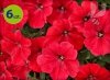 Supertunia Vista Strawberry 6 sztuk