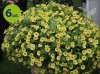 Supertunia Mini Vista Yellow 6 sztuk
