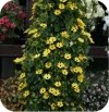 Thunbergia Yellow Dark Eye 6 sztuk