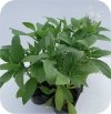 Naparstnica Illumination Apricot 6 sztuk