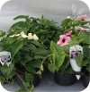 Thunbergia Pink Beauty 6 sztuk