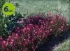 Gaura Gambit Rose 6 szt.