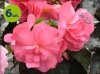 różowa begonia