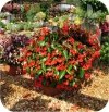 begonia Dragon różowa