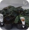 Begonia Bulwiasta morelowa  6 sztuk