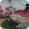 Supertunia Mini Vista White 6 sztuk
