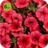 Supertunia Mini Vista Coral 6 sztuk