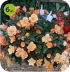 begonia fragrant falls pachnąca
