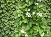 Thunbergia White Helo 6 sztuk