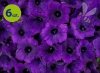 Supertunia Mini Vista Ultramarine 6 sztuk