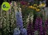 digitalis