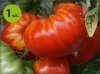 Pomidor szczepiony Gormandia bawole serce