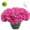 Supertunia Mini Vista Hot Pink 6 sztuk