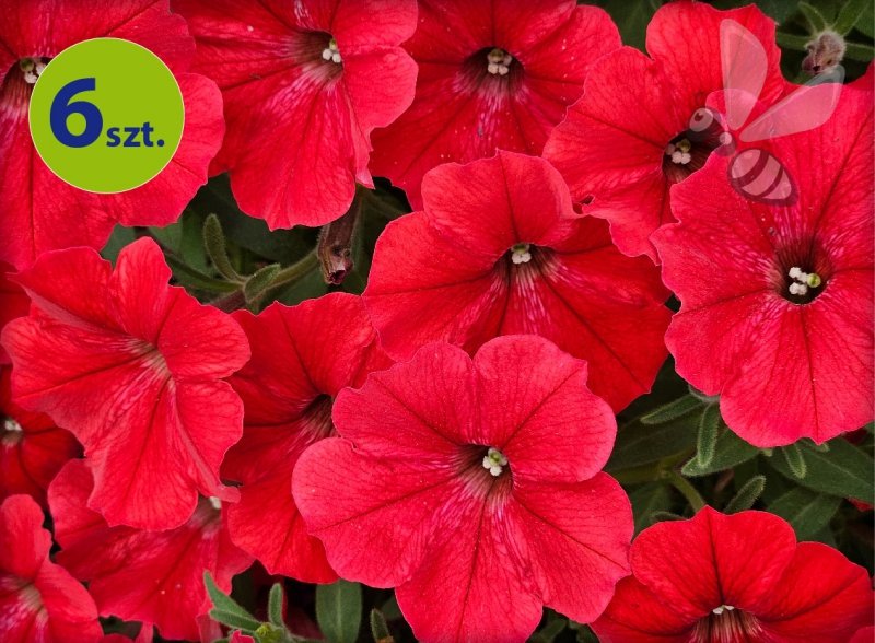 Supertunia Vista Strawberry 6 sztuk