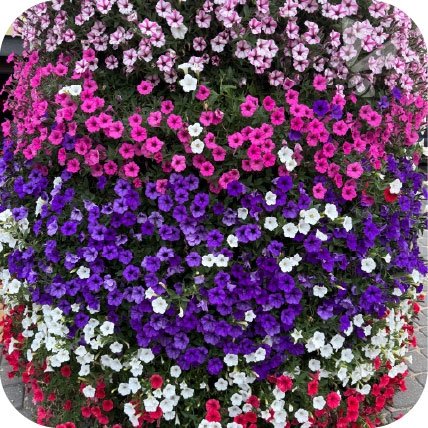 Supertunia Mini Vista Blue 6 sztuk